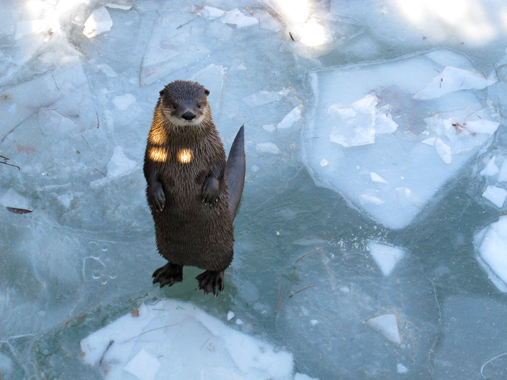 Olive the Otter